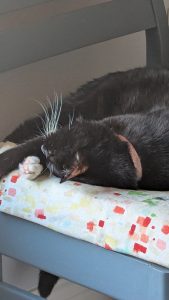 Black cat with white toes and whiskers, asleep on a chair